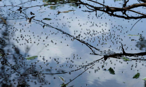 Dengue