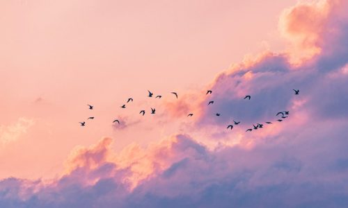birds