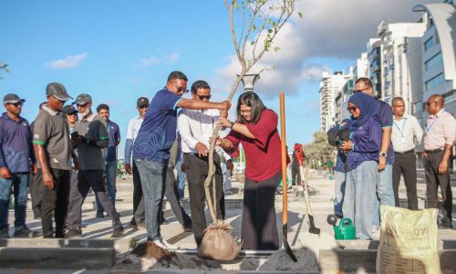 ބޮޑުތަކުރުފާނުގައި ހެދި ޕާކިން ޒޯނުގައި ގަސް އިންދުމުގެ ހަރަކާތެއް، ފޮޓޯ: ޕީއެސްއެމް ނިއުސް