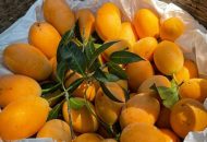 fruitssss4bs