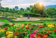 Garden flowers, Mae fah luang garden locate on Doi Tung in Chian