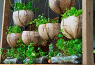 vegetable-garden